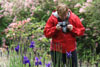 Mary photographing iris - 1